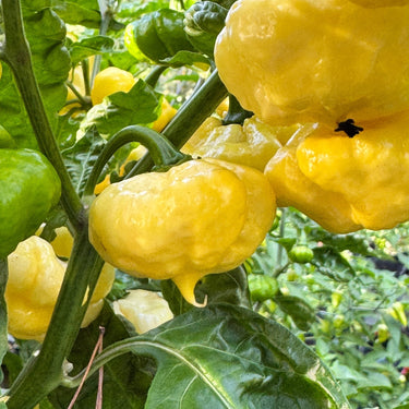 Lemon StarrBurst - Seeds - The Pepper Pantry (Formerly Marie Sharp's)